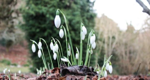 Snowdrops at Danesfield House Hotel and Spa in Marlow on Thames